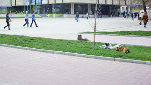 кучета добрич