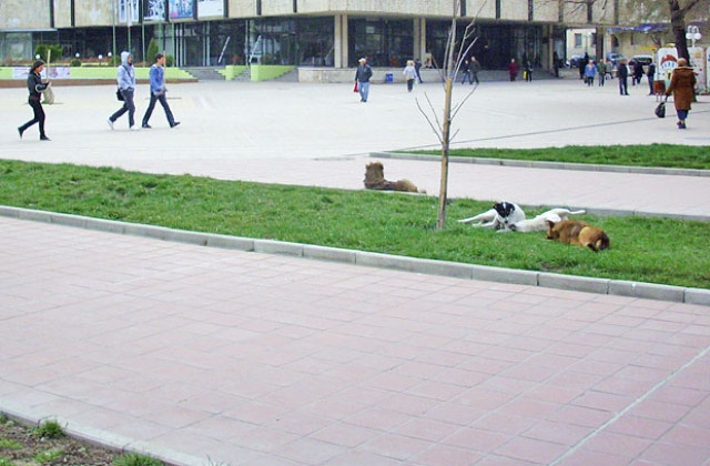 Бездомни кучета в Добрич