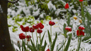 лалета сняг времето