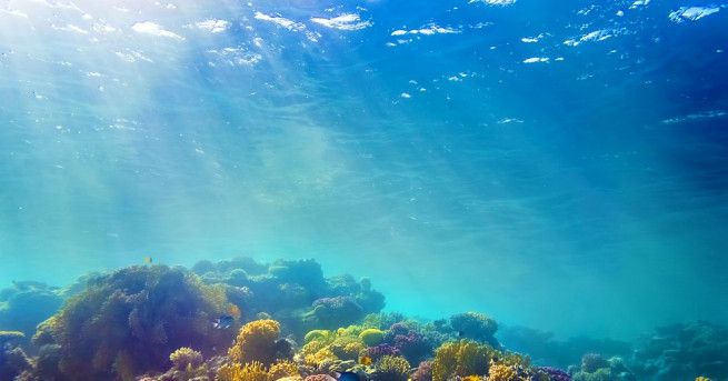 Кораловите рифове за застрашени от удавяне пише сп Нейчър позовавайки