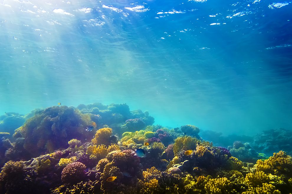 Кораловите рифове губят способността си да защитават живеещите по крайбрежията от бури и силно вълнение