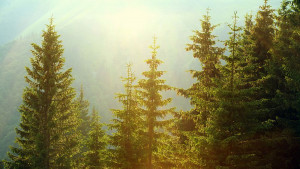 борове борова гора