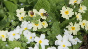 пролет цветя