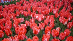 лалета Ботаническа градина Балчик