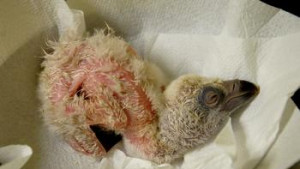 Белоглав лешояд