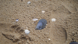 море добрич турсти