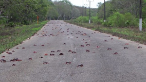 рак миграция Куба