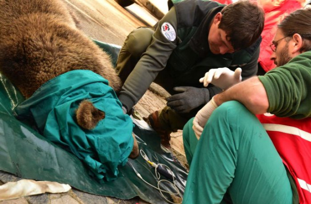 Нов обитател в Парка за танцуващи мечки
