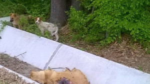 Убити кучета майки