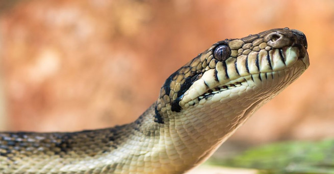 Змия премина през три континента като пропътува от Австралия до