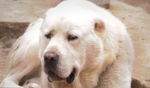 Кучета на общински съветник разкъсаха друго в центъра на Мездра