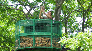 ловни соколчета