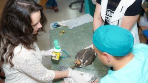 ловни соколчета