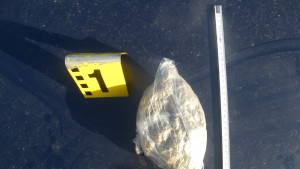 наркотици Шумен