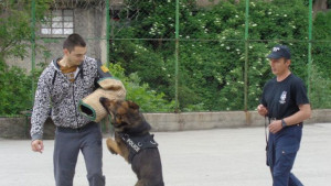 Полицейско куче