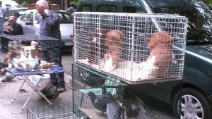 Изложба на гълъби в Търговище