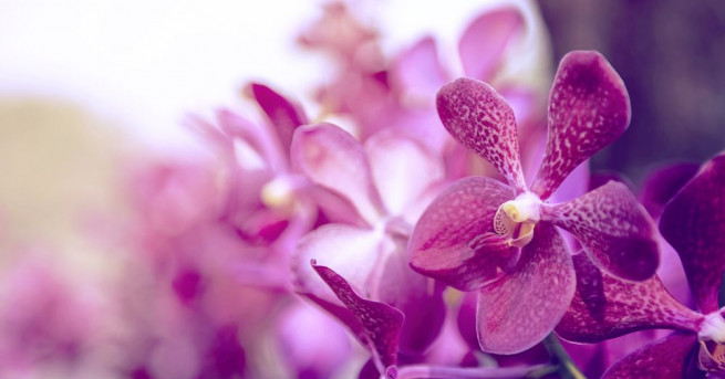 Специалисти са открили на субтропичните японски острови Амами Ошима и Токуношима