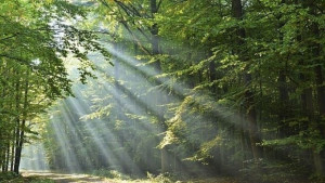 Международния ден на биологичното разнообразие 22 май