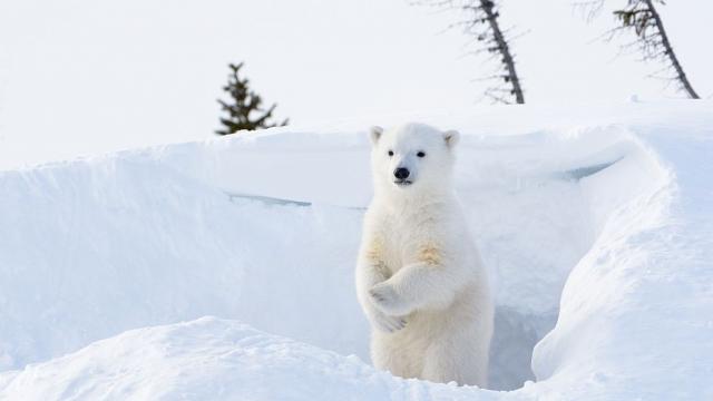Зимни гуми, вдъхновени от лапите на полярната мечка, осигуряват по-добро сцепление