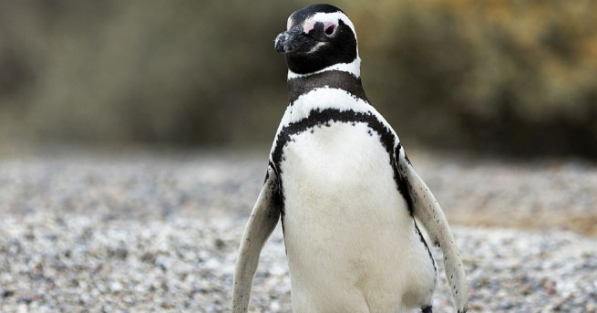 Хумболдовият пингвин Грейп който беше влюбен в картонена фигура на