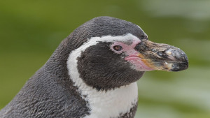 В цяла Сърбия температурите са тропически но не застрашават морския