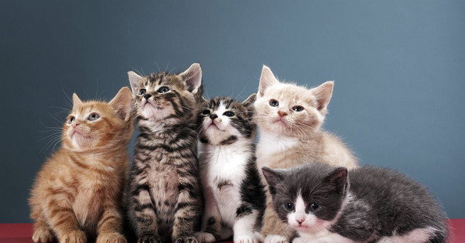 Домашните котки по света са около 500 милиона. Но какъв