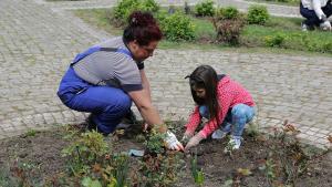садене на рози