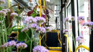 Градска джунгла