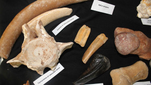 минерали добрич