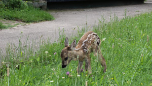 zoo