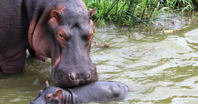Популярното хипопотамче Фиона в зоологическата градина на Синсинати стана почетен