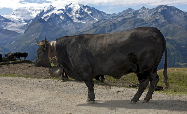 Швейцарски крави се самоубиха, скачайки от скала