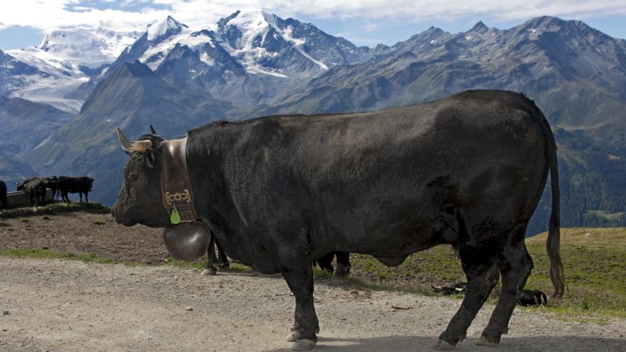 Швейцарски крави се самоубиха, скачайки от скала