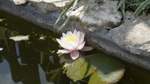 Калето Мездра