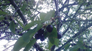 Диви череши