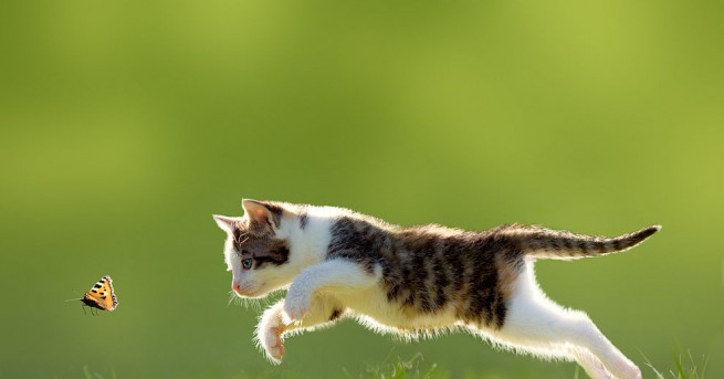 Котките са пословично потайни животни Американски ветеринар обаче каза че