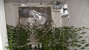 канабис Видин