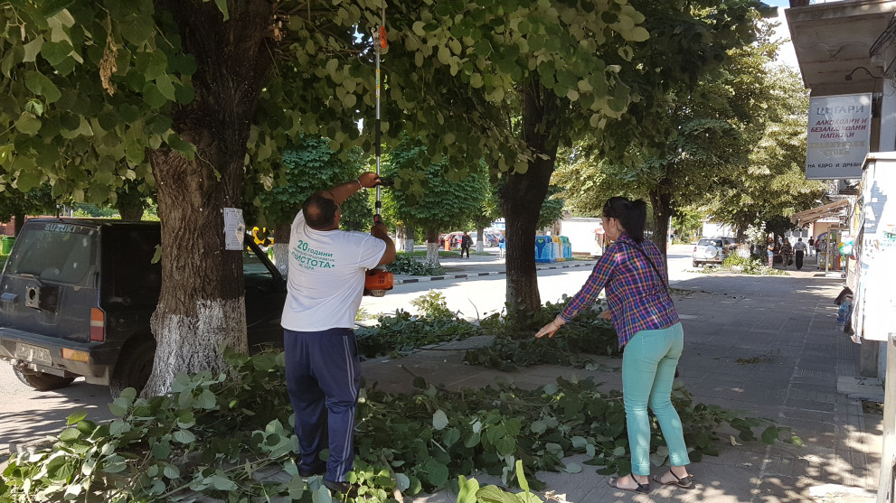 Изрязването на клоните на дърветата в Мездра.