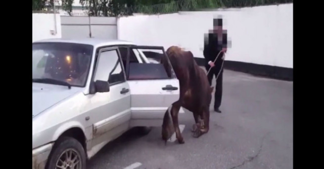 Руската пътна полиция откри необичаен пътник на задната седалка на