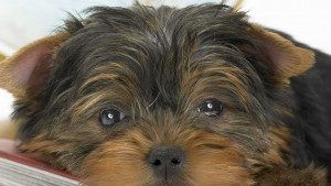 куче йоркширски териер