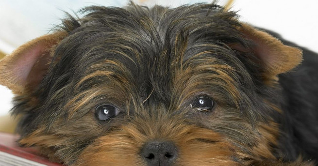 Най малкото кученце във Великобритания йоркширското териерче Тим е вече