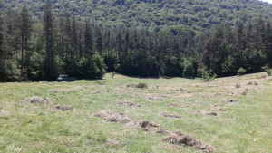 поляна Леденика