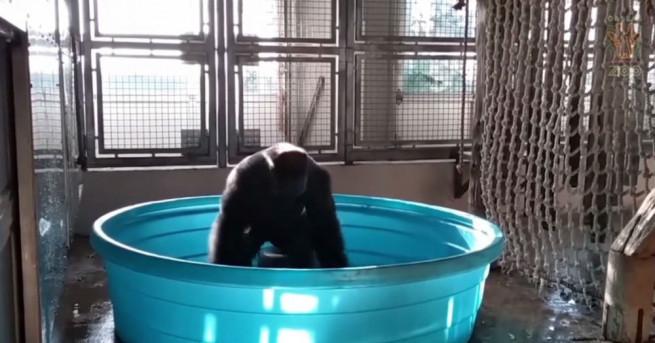 Горилата Зола беше уловена от камери как танцува Горилата се