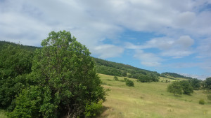 облаци хубаво време планина път дървета цветя