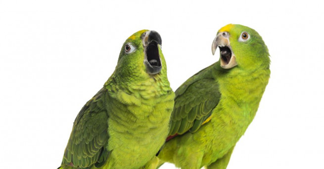 Учени откриха неизвестен вид папагали на полуостров Юкатан в Мексико
