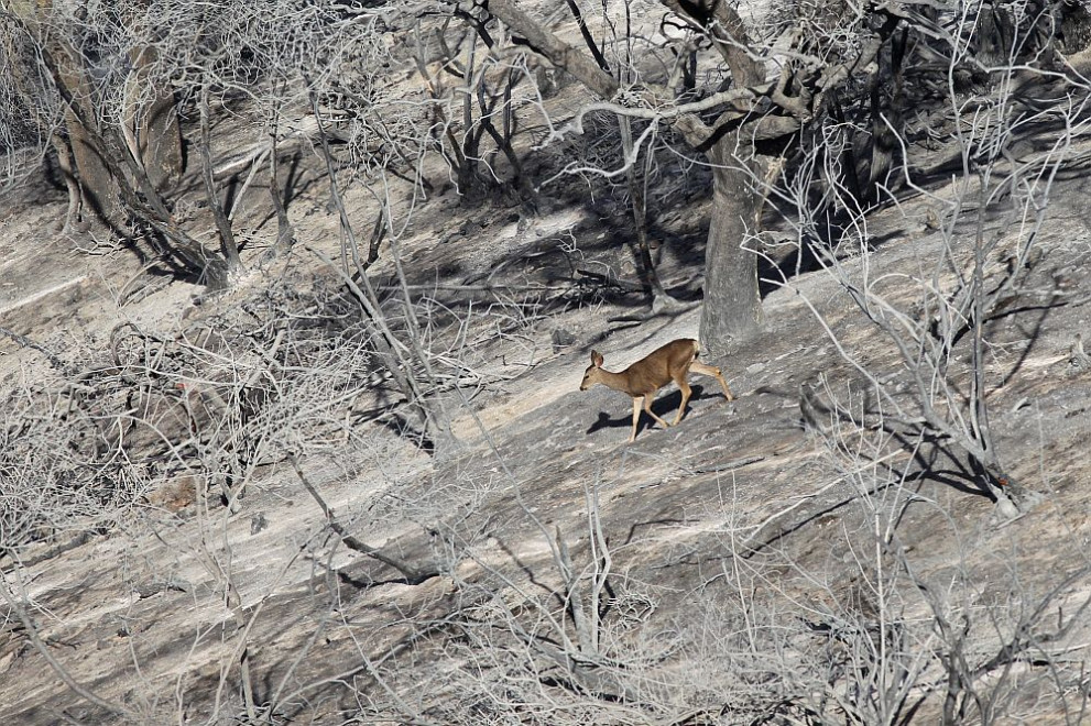  Глобално стопляне 
