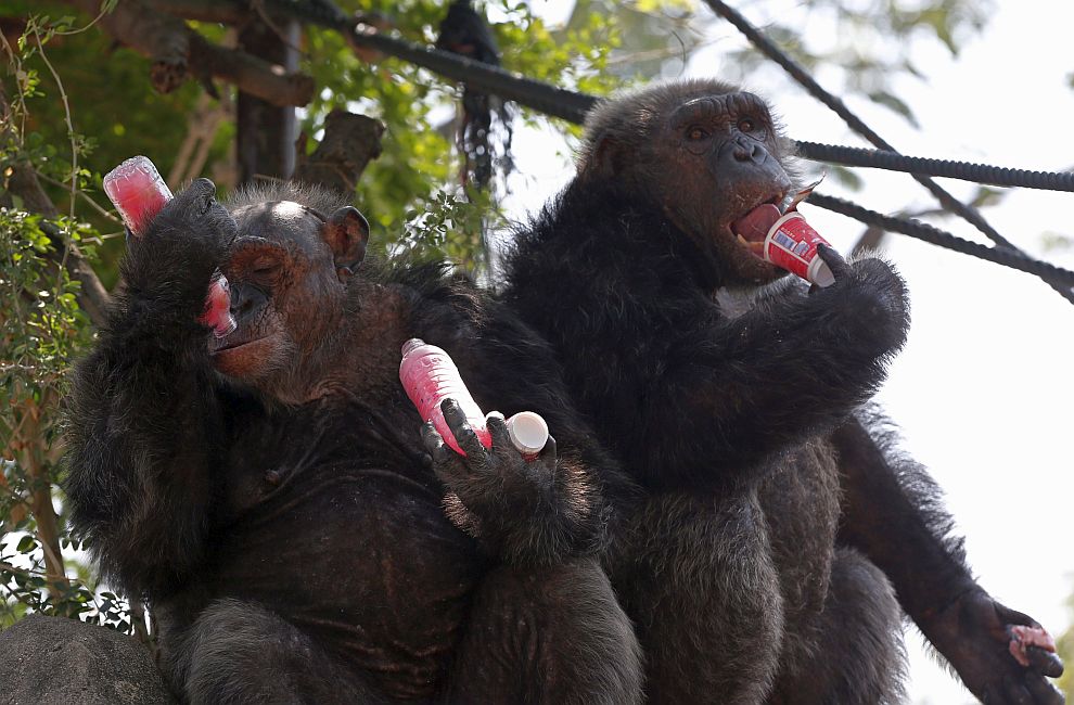 Замразени лакомства и повече вода за животните в зоопарка Дусит в Банкок