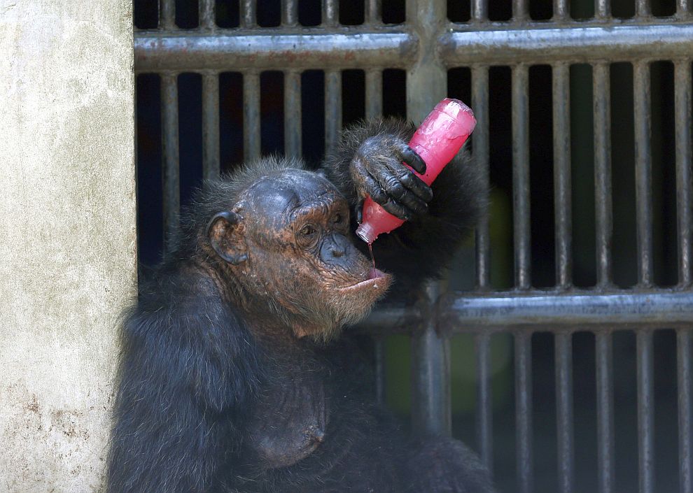 Замразени лакомства и повече вода за животните в зоопарка Дусит в Банкок