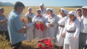 Жътва в Белоградчишко