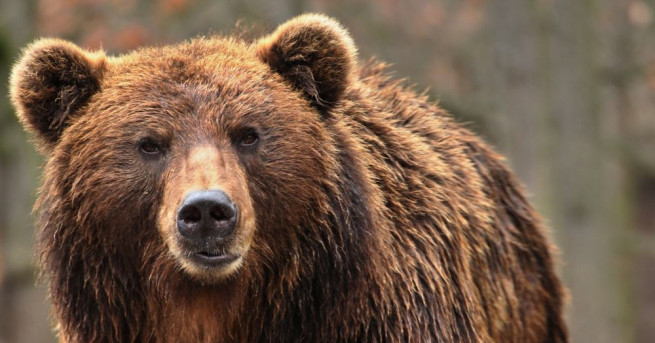 Единадесетгодишно момче от Аляска спаси семейството си от мечка като